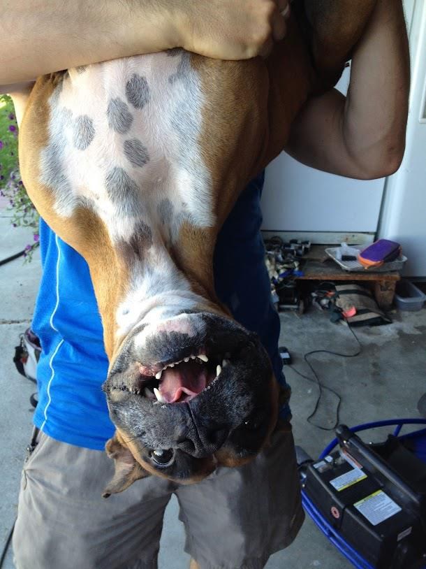 Pas i njegov gazda luđak: Što mi radiš nesrećo...