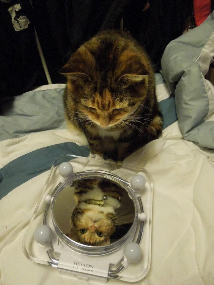 Narcisoidna mica maca uživa u svom odrazu u ogledalu