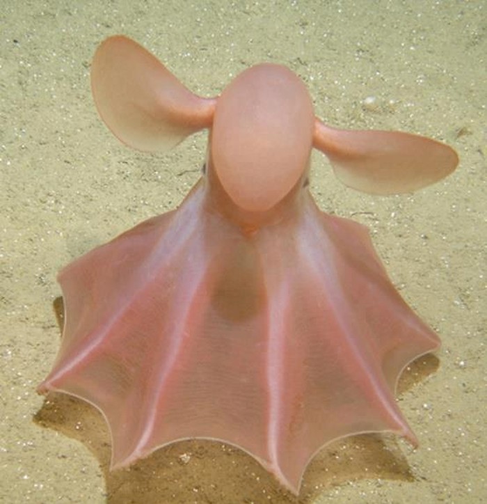"Dumbo" hobotnica