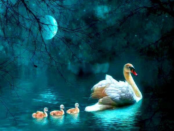 Mama labudica i preslatki mališani plove u bajkoviti san