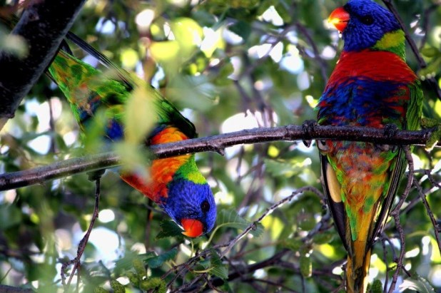 Toliko su šarene da se i njima vrti u glavi
