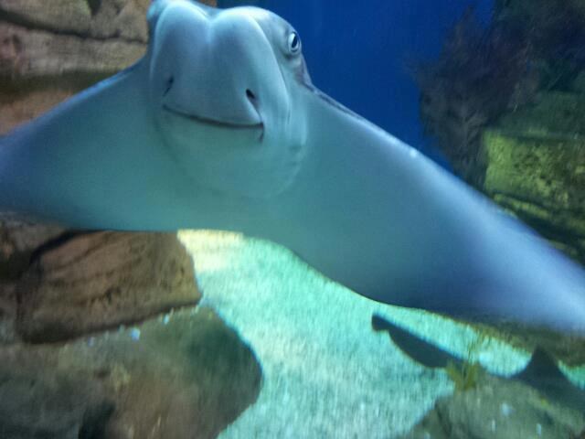 Nasmiješeni morski pas