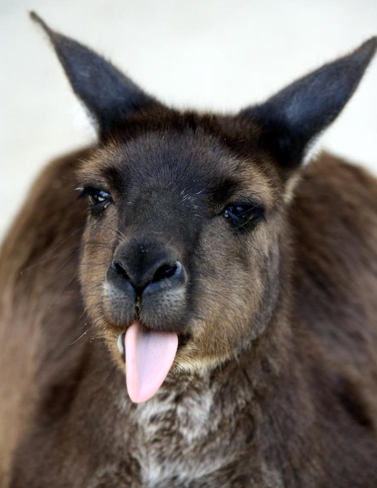 Klokan se belji fotografu, nije mu do poziranja