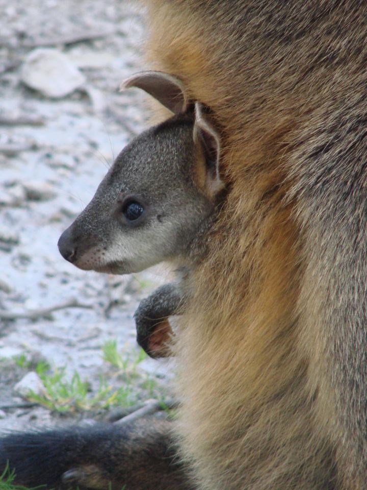 Mali klokan tek se probudio, najtoplije je u maminom tobolcu