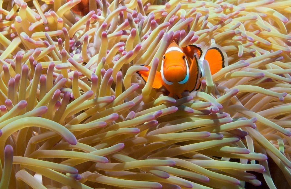 Nemo je uspješno pronađen!