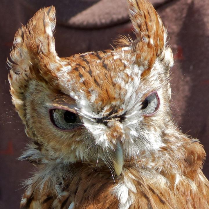 Sova imala loš dan, nemoj joj i ti "stati na žulj"