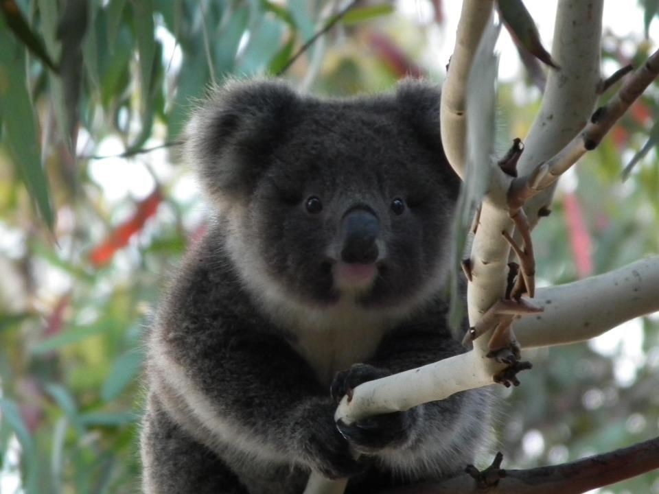 Simpa koala osvaja umiljatom facom
