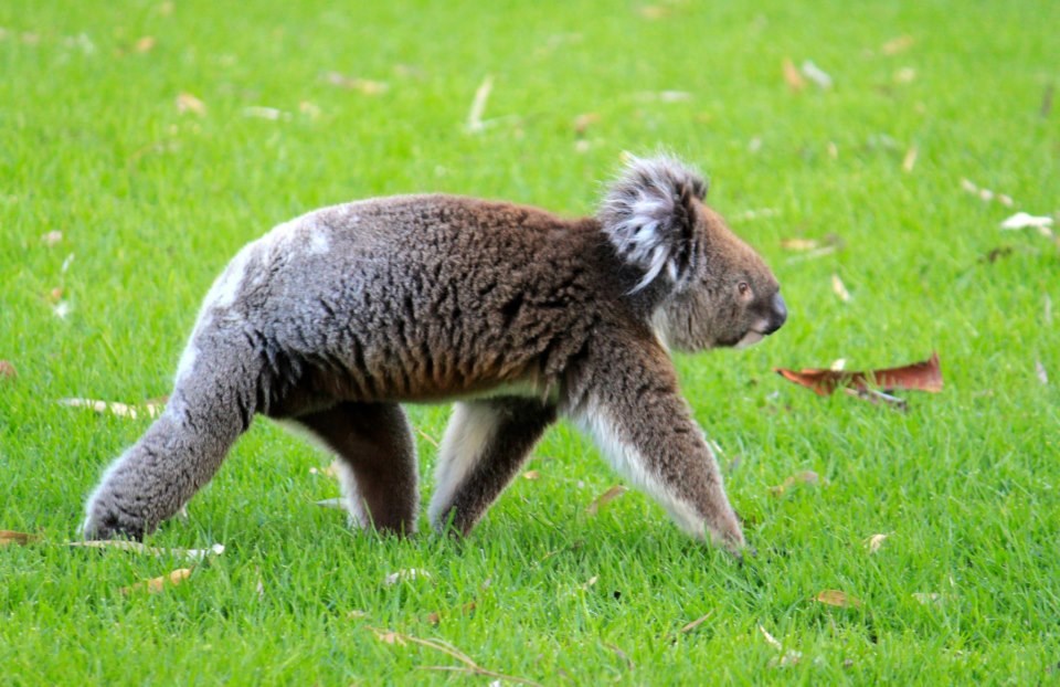 Koala krenula u popodnevnu šetnju
