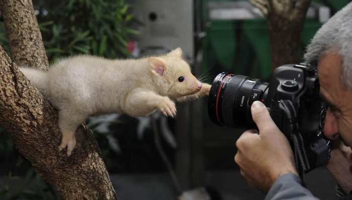 Slatki mali zlaćani oposum skače fotografu u zagrljaj