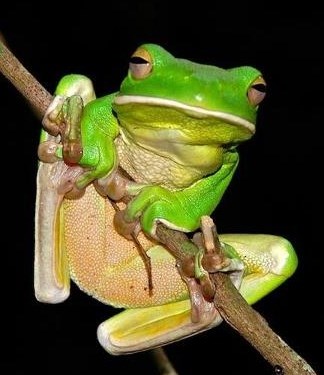 Žabica na jutarnjem treningu