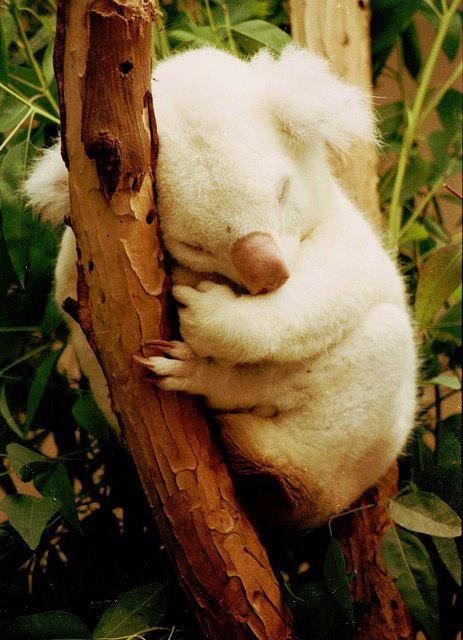 Uspavana albino koala