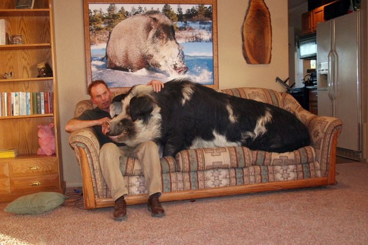 Kad ga je kupio rekoše mu da je to fensi patuljasto prase...