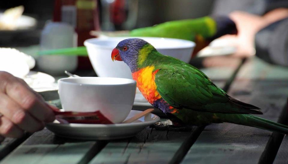 Papigice svratile na jutarnju kavu