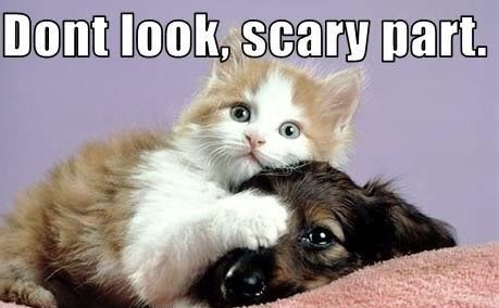 Slatka mica maca brine da se njen prijatelj psić ne uplaši