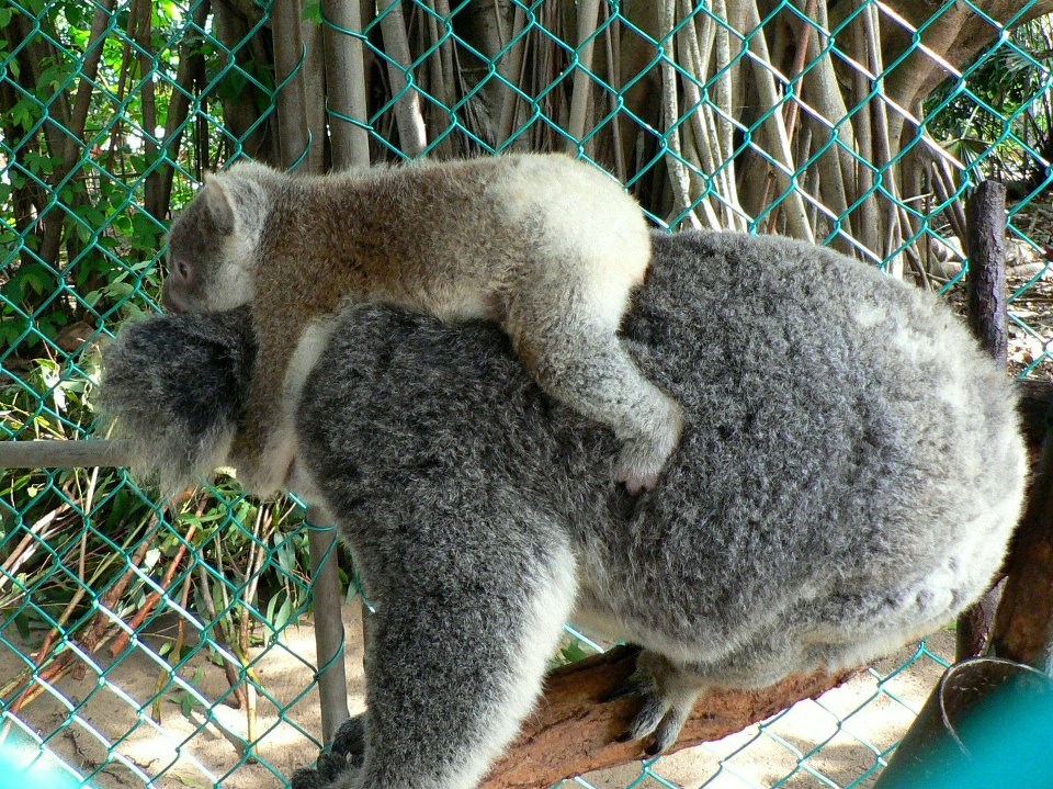 Lako se penjati kad te mama nosi