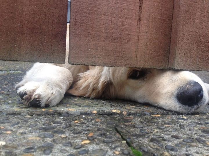 Težak li je pasji život...