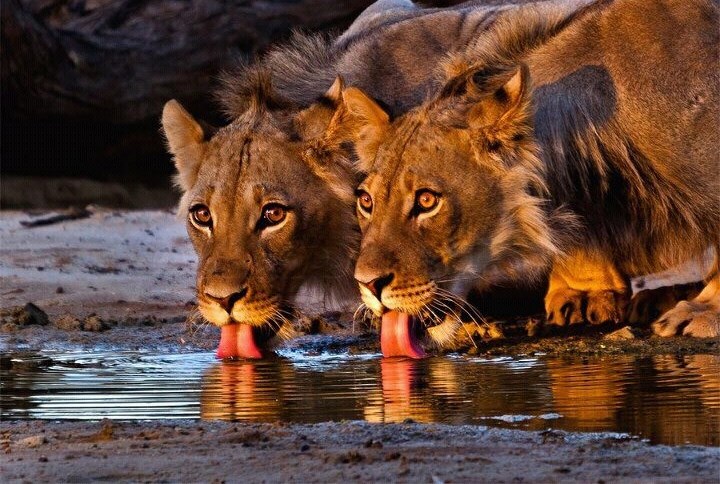 Budi mirna i pravi se da piješ, netko nas fotka iz grmlja!