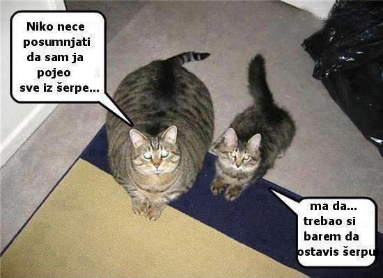 Debeli mačak progutao čak i zdjelu