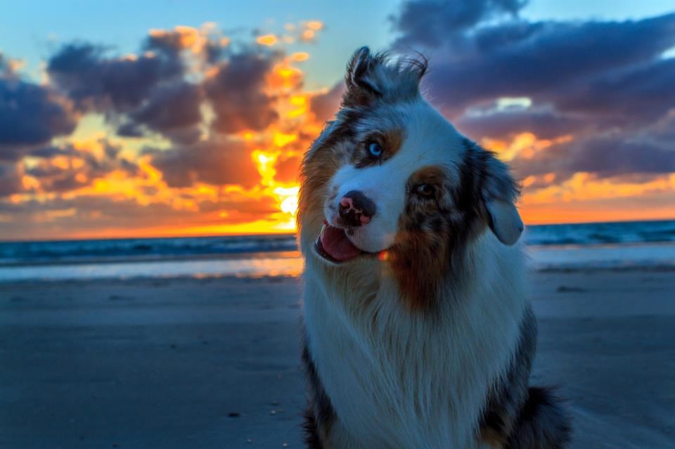 Čupavi zavodnik pozira za romantičnu fotku