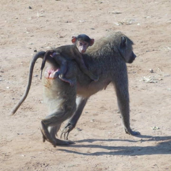 Mamatrans - najbrži i najsigurniji prijevoz u divljini