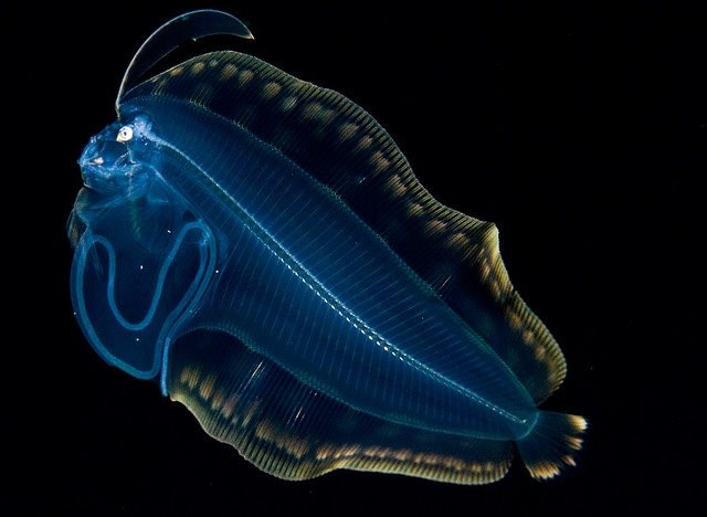 Fora ribica iz duuuuubokog podmorja