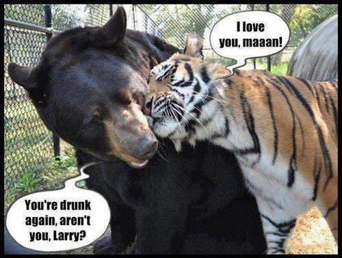 Tigar jedva dočekao vikend pa popio koju previše