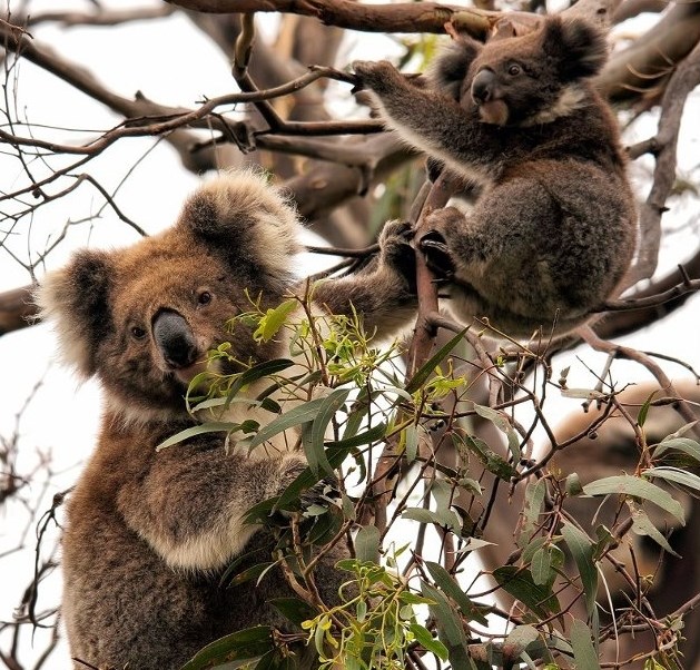 Najslađe životinjice na svijetu - koale