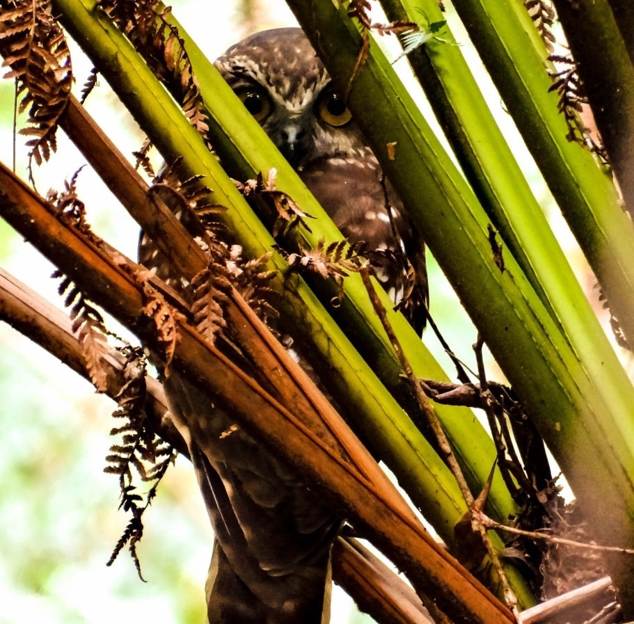 Sova se igra skrivača