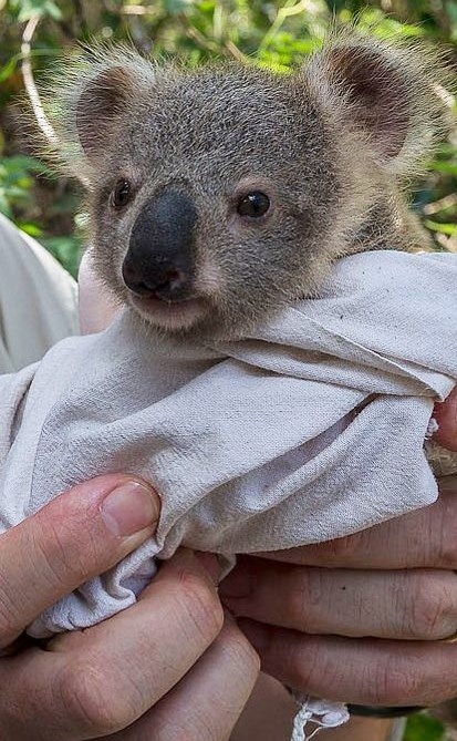 Malena koalica se toplo ušuškala