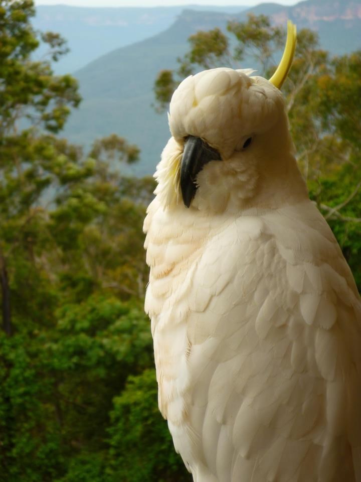 Fotogenični kakadu pozira za fotku dragoj