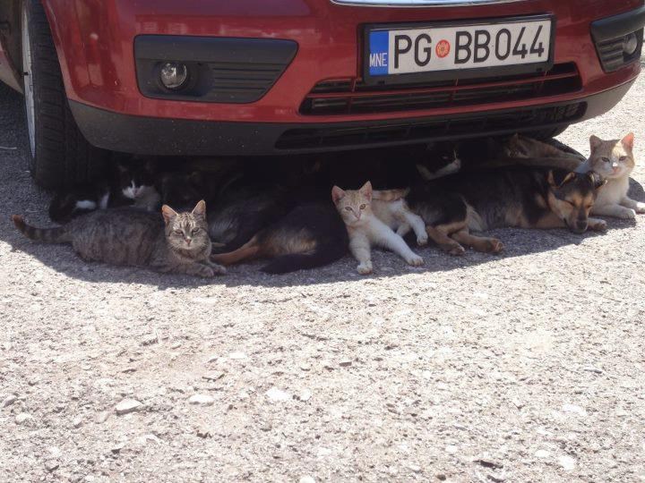 Mačke i psi neradnici: U Crnoj Gori svi uhvatili debeli hlad