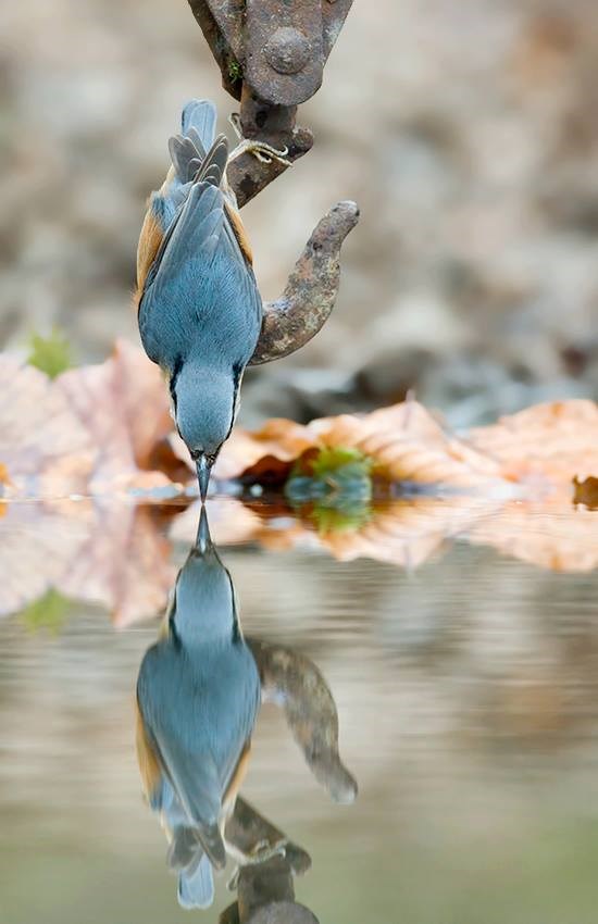 Spretna ptičica sliku svoju ljubi