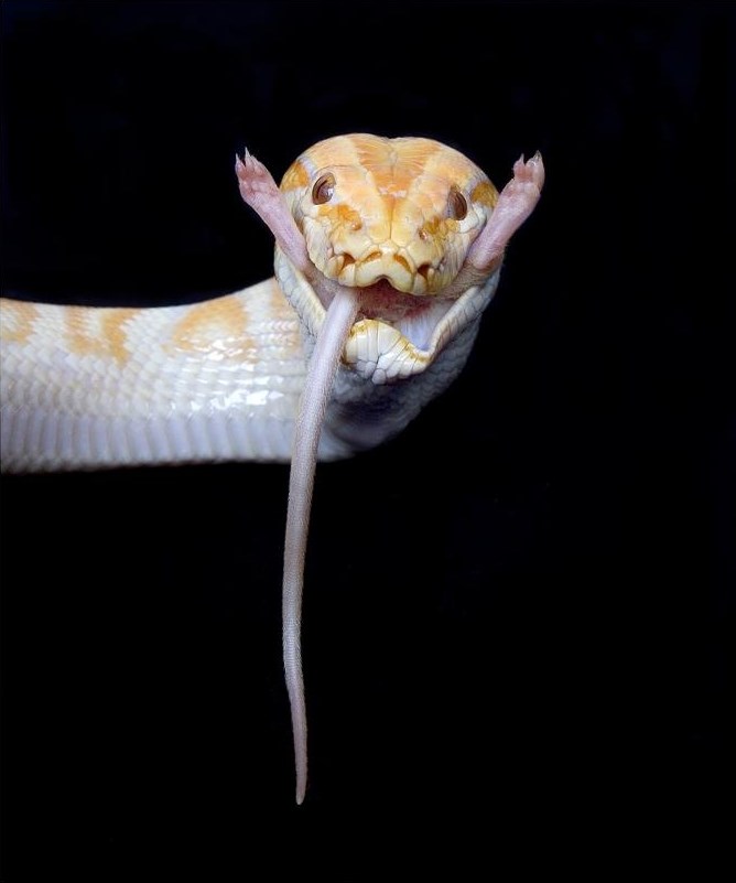 Miš?! Ma nikad čula ni vidjela!