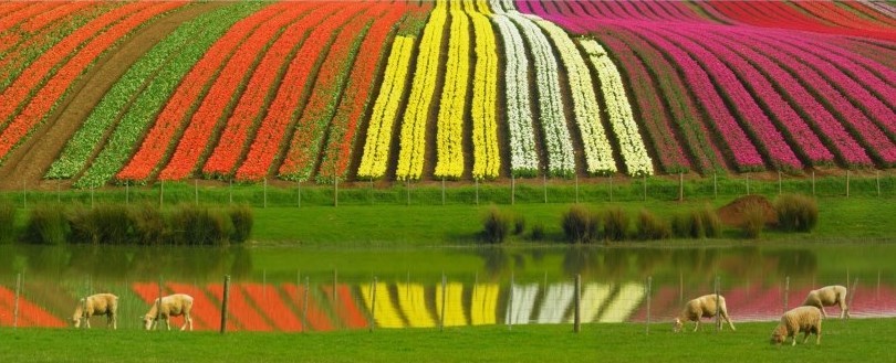 Ovčice uživaju uz rascvjetana polja tulipana...