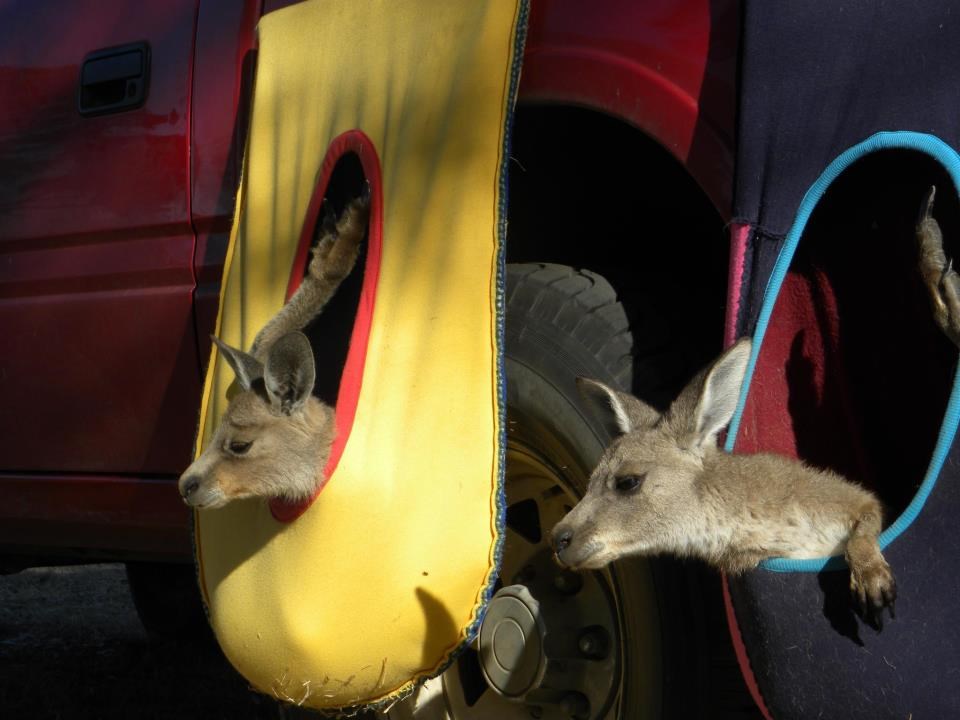 Mali klokani dobili umjetne tobolce za spavanje i igru