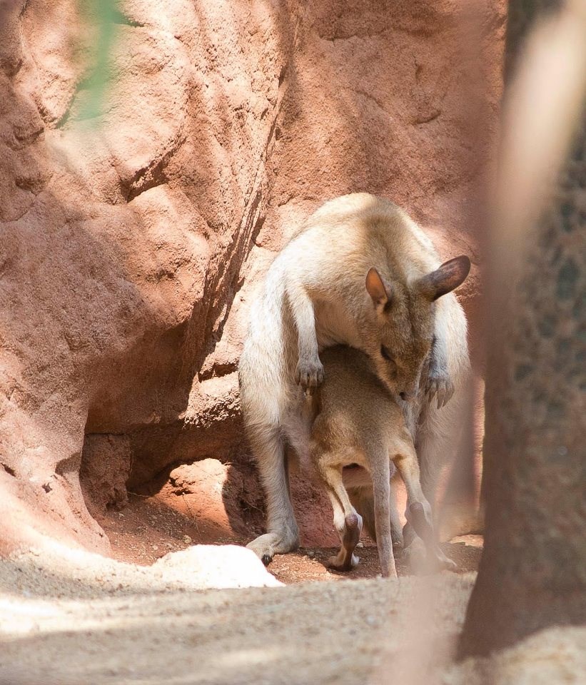 Dobro, mali, pa di ćeš ti?!