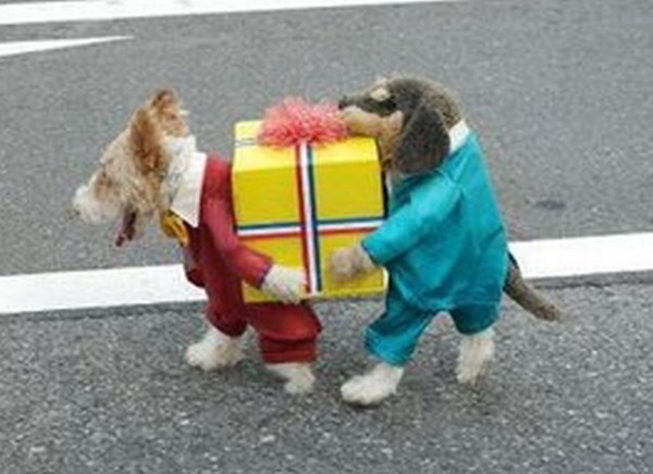 Psića kostimirali u dvojac koji nosi poklon