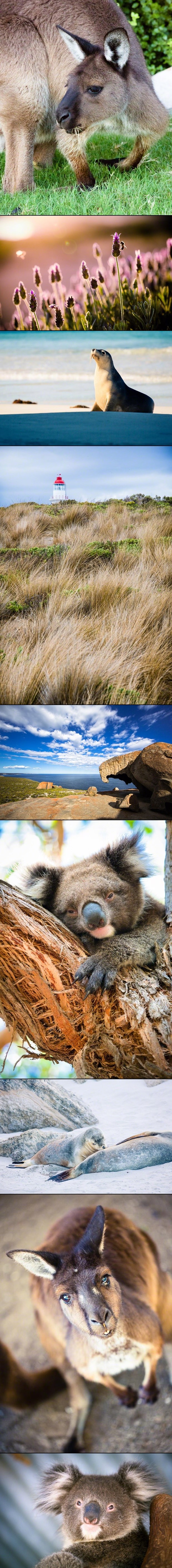 Otok klokana vrvi i drugim slatkim životinjicama