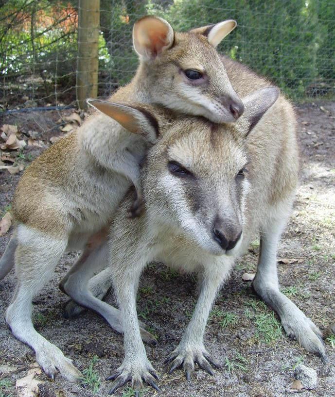 Daj, mama, ne mršti se, pa bar ti ne skačem po glavi!