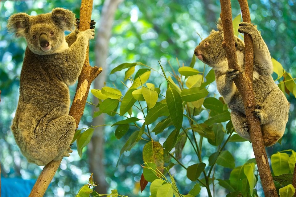 Preslatke koalice upravo se probudile