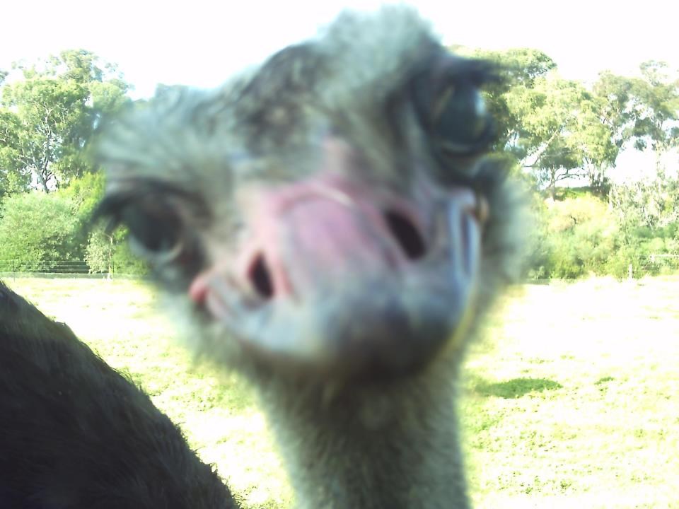 Noj se fotiću "unio u facu"