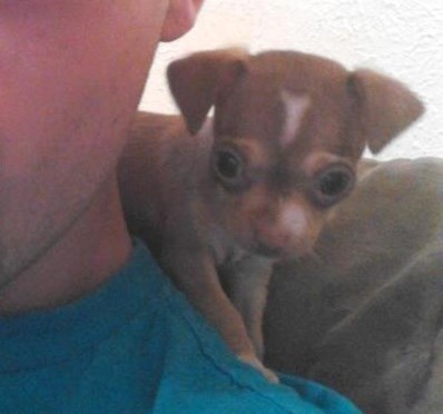 Psić na najboljem putu da se gazdi popne na vrh glave :)