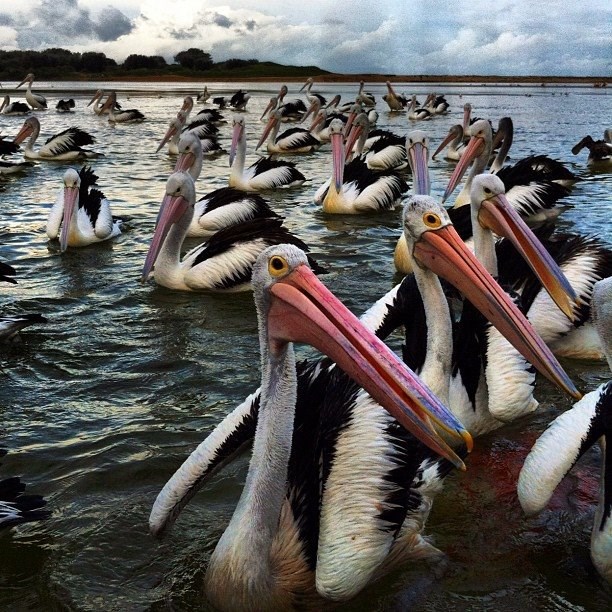Fotogenični pelikani izvode plesnu koreografiju