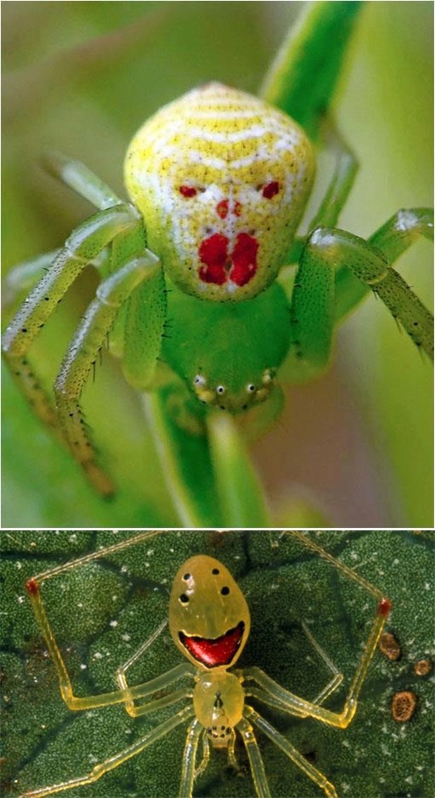 Kad se paučice domognu šminke