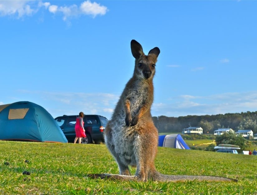 Kažeš, mogu i ja na kampiranje?