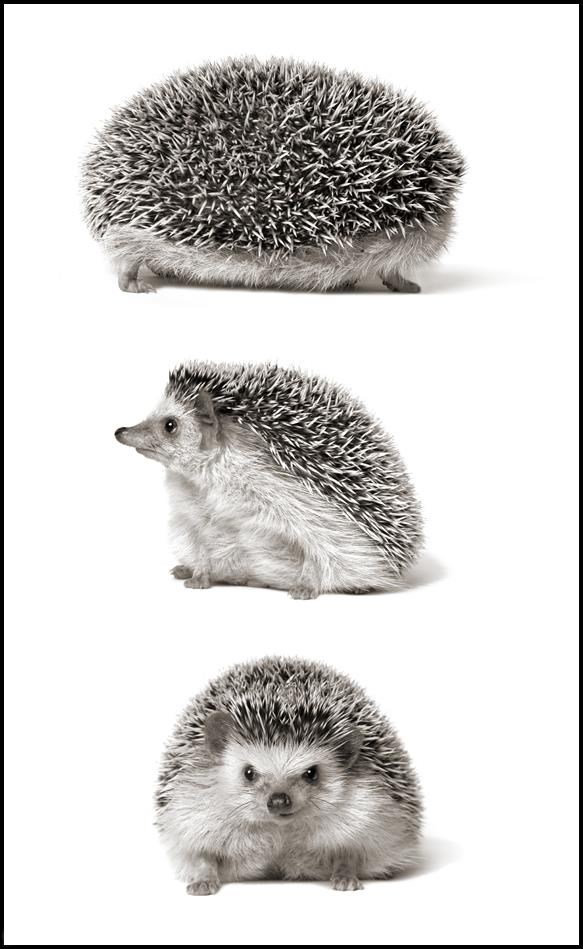 Ježurka ježić spremno pozira za editorijal