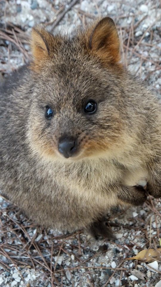 "A šta me fotkaš?"