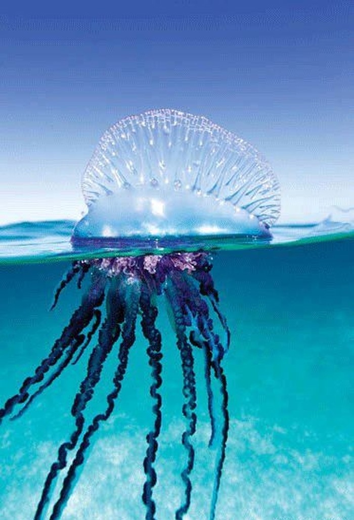 Čarobna meduza