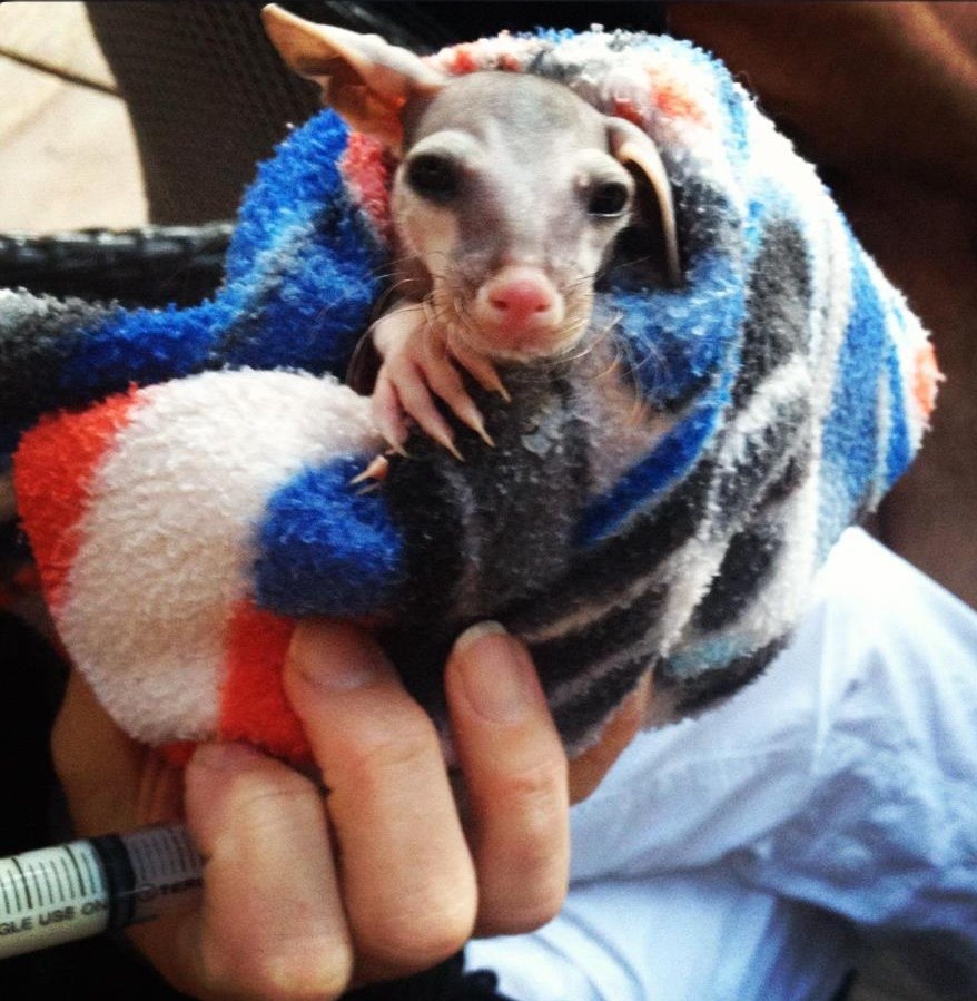 Mali klokanić stigao na svijet, treba mu puno pažnje