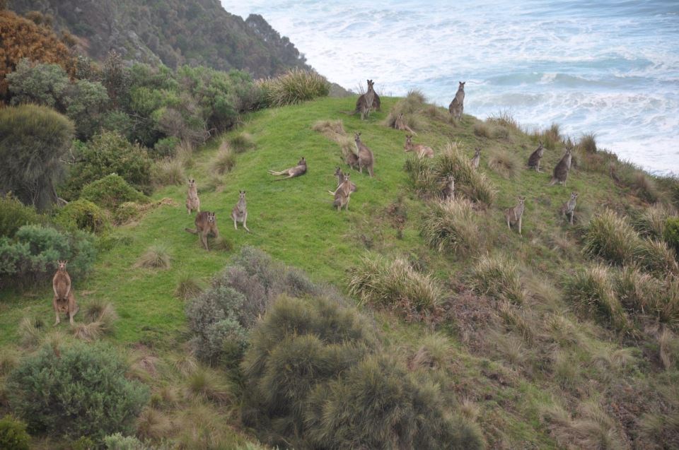 Klokanski fukodrom s pogledom na ocean